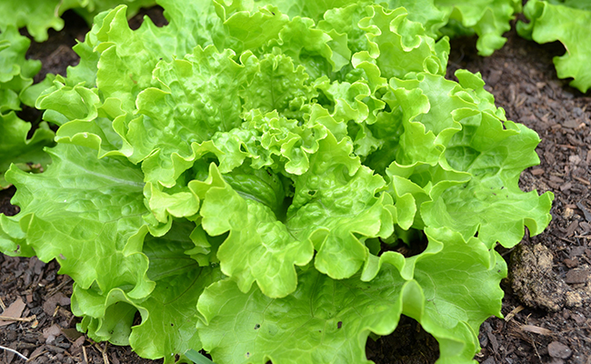 Légumes frais