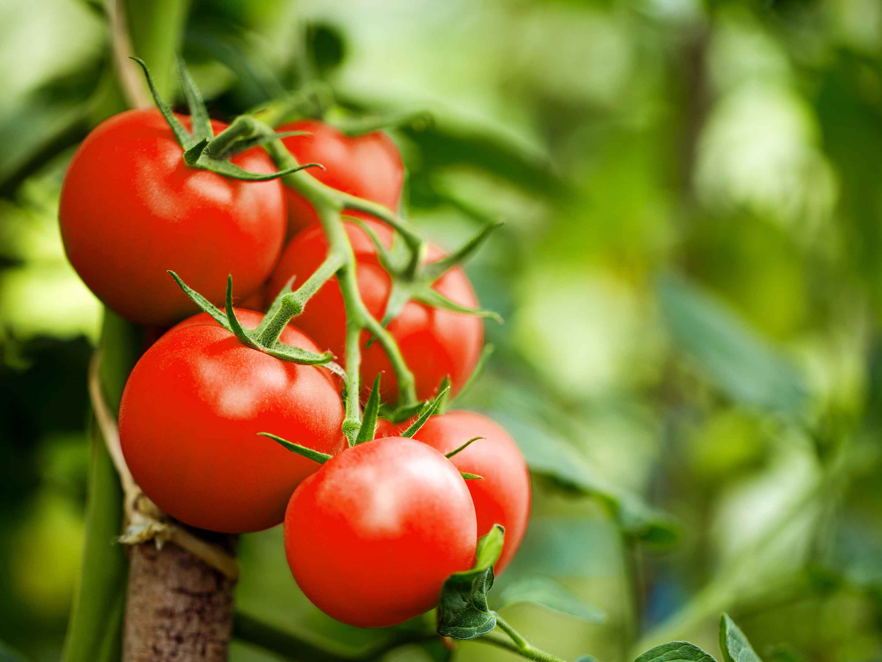 Tomates fraîches